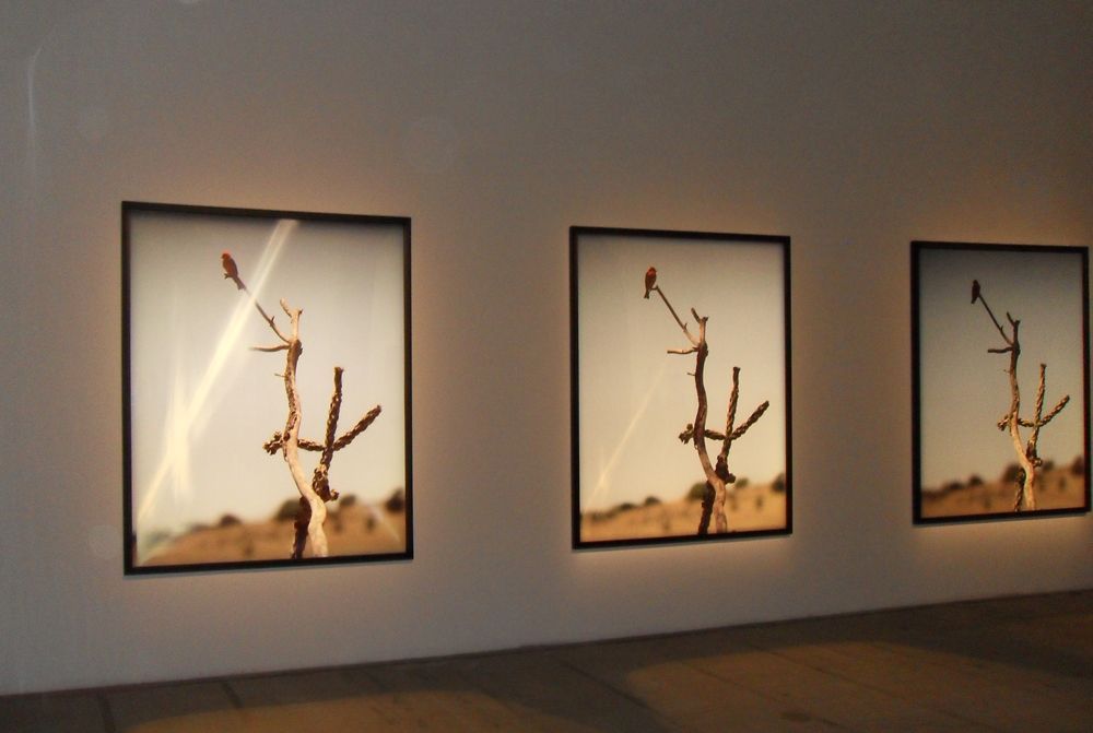 Jean-Luc Mylayne, N° 334, Avril Mai 2005, 193 x 155 cm, Installationsansicht Biennale von Venedig 2011; Foto: Alexandra Matzner.