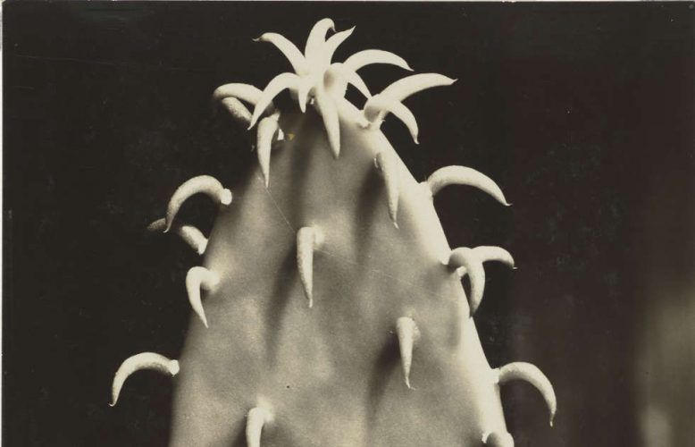 Aenne Biermann, Kaktus, Detail, um 1929, Gelatinesilberpapier, 17,1 x 12,1 cm (Museum Ludwig, Köln, Foto: Rheinisches Bildarchiv, Köln)