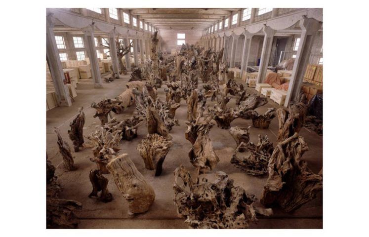 Ai Weiwei, Rooted upon, 2009. 100 pieces of tree trunks, 640 x 3500 x 1100 cm. © Ai Weiwei