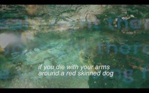 Hannah Black, My Bodies, Dog, 2014, Digitales Video, Farbe, Ton, 3:30 Min., Courtesy Hannah Black and Arcadia Missa.