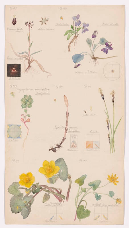Hilma af Klint, Luzula campestris (Ackerholzbinse), Viola hirta (Haariges Veilchen), Viola odorata (Süßes Veilchen), Chrysosplenium alternifolium (Goldener Steinbrech mit wechselnden Blättern), Equisetum arvense (Ackerschachtelhalm), Caltha palustris (Sumpfdotterblume), Ranunculus ficaria (Feigen-Hahnenfuß), Carex sp. (Segge), Blatt 4 aus der Mappe Naturstudien, 9.–15. Mai 1919, Aquarell, Bleistift und Tinte auf Papier, 49,9 × 26,9 cm (The Museum of Modern Art, New York. Committee on Drawings and Prints Fund und Schenkung von Jack Shear, 2022)