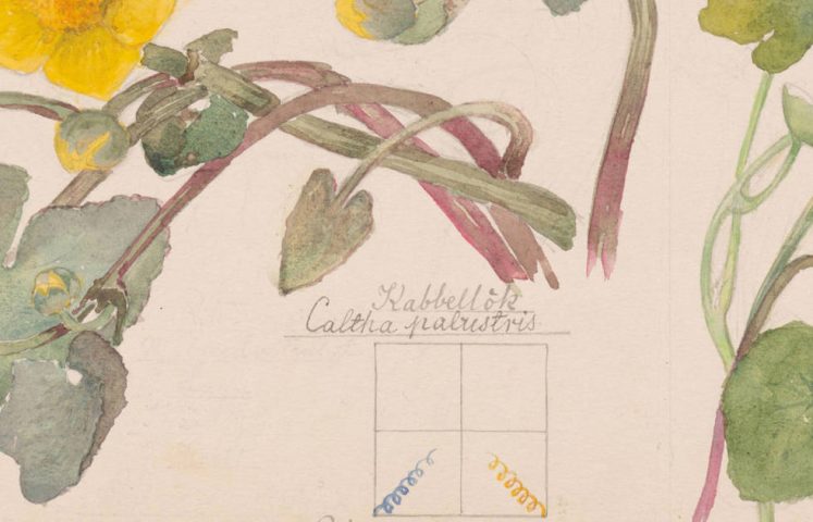 Hilma af Klint, Luzula campestris (Ackerholzbinse), Viola hirta (Haariges Veilchen), Viola odorata (Süßes Veilchen), Chrysosplenium alternifolium (Goldener Steinbrech mit wechselnden Blättern), Equisetum arvense (Ackerschachtelhalm), Caltha palustris (Sumpfdotterblume), Ranunculus ficaria (Feigen-Hahnenfuß), Carex sp. (Segge), Blatt 4 aus der Mappe Naturstudien, 9.–15. Mai 1919, Aquarell, Bleistift und Tinte auf Papier, 49,9 × 26,9 cm (The Museum of Modern Art, New York. Committee on Drawings and Prints Fund und Schenkung von Jack Shear, 2022)