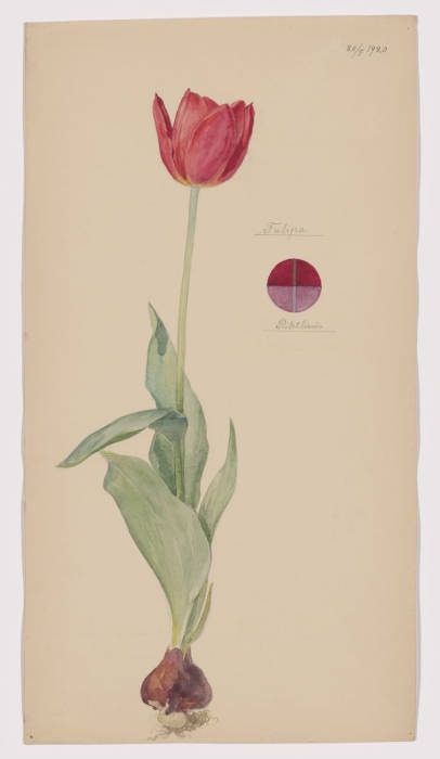 Hilma af Klint. Tulipa sp. (Tulpe). Blatt 35 aus der Mappe Naturstudien. 20. Mai 1920. Aquarell, Bleistift, Tusche und Metallicfarbe auf Papier, 49,8 × 27 cm. Museum of Modern Art, New York. Stiftung des Committee on Drawings and Prints und Schenkung von Jack Shear, 2022