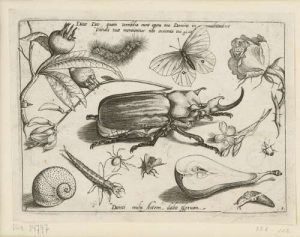 Jacob Hoefnagel, Mispel, Bärenspinner, Zitronenfalter, Rose, Binsenginster, Elefantenkäfer, Garten-Levkoje, Käfer, Tausendpunkt-Nabelschnecke, Schwimmkäfer (Larve), Spinne, Hummel, Ackerschnecke, nach einem Entwurf von Georg Hoefnagel, Kupferstich, nach 1639, Kupferstichkabinett – Staatliche Museen zu Berlin, © bpk / Kupferstichkabinett, SMB / Dietmar Katz