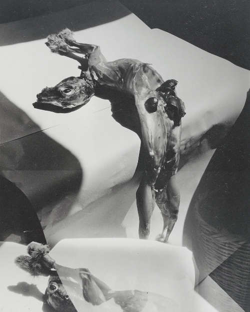 Madame d’Ora, Abgezogener Hasenkörper, vor 1958, aus der Schlachthof-Serie, Silbergelatineabzug, 29,3 x 23,5 cm (© Museum für Kunst und Gewerbe Hamburg)