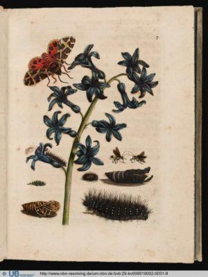Die Wunderbare Verwandlung Der Raupen Und Die Seltsame Nahrung Fur Blumen Pl 007 Maria Sibylla Merian main image 1