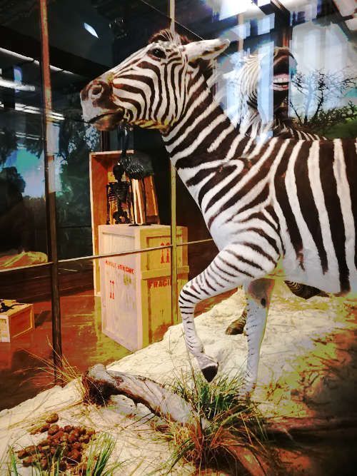 Mark Dion, The Tar Museum neben Zebras, Ausstellungsansicht NHM, Foto: Alexandra Matzner, ARTinWORDS.