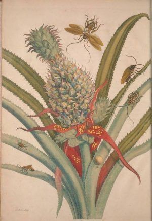 Maria Sibylla Merian, Metamorphosis Insectorum Surinamensium [Verwandlung der surinamischen Insekten], S. 12, Amsterdam 1705 (Washington, Smithsonian Libraries)