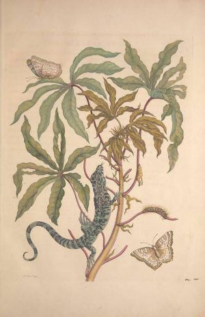 Maria Sibylla Merian, Metamorphosis Insectorum Surinamensium [Verwandlung der surinamischen Insekten], S. 21, Amsterdam 1705 (Washington, Smithsonian Libraries)