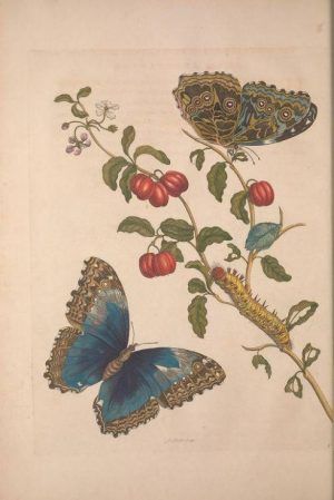 Maria Sibylla Merian, Metamorphosis Insectorum Surinamensium [Verwandlung der surinamischen Insekten], S. 30, Amsterdam 1705 (Washington, Smithsonian Libraries)