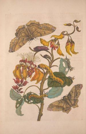 Maria Sibylla Merian, Metamorphosis Insectorum Surinamensium [Verwandlung der surinamischen Insekten], S. 42, Amsterdam 1705 (Washington, Smithsonian Libraries)
