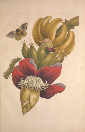 Maria Sibylla Merian, Metamorphosis Insectorum Surinamensium [Verwandlung der surinamischen Insekten], Banane, Amsterdam 1705 (Washington, Smithsonian Libraries)