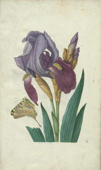 Maria Sibylla Merian, Neues Blumenbuch. Iris […]. Nürnberg: Johann Andreas Graff, 1680 (Universitätsbibliothek, Dresden)