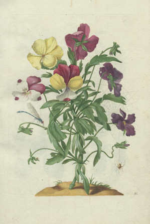 Maria Sibylla Merian, Neues Blumenbuch. Stiefmütterchen […]. Nürnberg: Johann Andreas Graff, 1680 (Universitätsbibliothek, Dresden)