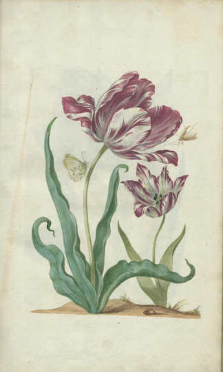 Maria Sibylla Merian, Neues Blumenbuch. Tulpe […]. Nürnberg: Johann Andreas Graff, 1680 (Universitätsbibliothek, Dresden)