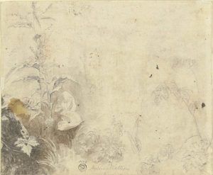 Antoine Watteau, Pflanzenstudie, um 1709-1712 oder um 1717 (?), Aquarell in Braun und Grau über schwarzer Kreide, einige Spuren roter Kreide, 16,5 × 20 cm (Städel Museum, Frankfurt am Main Foto: Städel Museum – ARTOTHEK)
