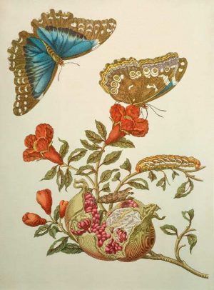 Maria Sibylla Merian, Granatapfel und Schmetterlinge, Kupferstich, aus „Metamorphosis insectorum Surinamensium; Ofte verandering der surinaamsche insecten“, Amsterdam 1705, Faks.-Ausg. nach d. Exemplar d. Sächs. Landesbibliothek zu Dresden, Leipzig, Frankfurt a.M., © bpk / Staatsbibliothek zu Berlin / Ruth Schacht