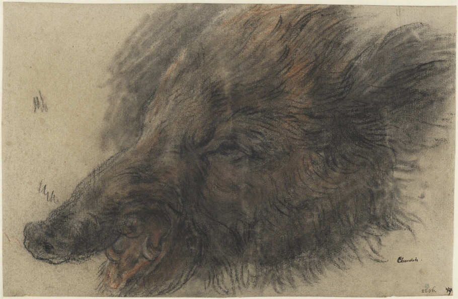 Jean Siméon Chardin, Eberkopf, Kreide auf Papier, 26,5 x 40,4 cm (Nationalmuseums, Stockholm)