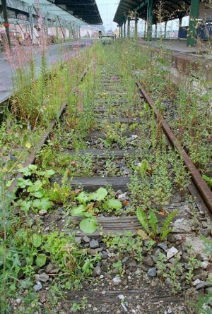 Lois Weinberger, Das über Pflanzen ist eins mit ihnen, documenta X, Kassel 1997, Bahngleis mit Neophyten aus Süd- und Südosteuropa, 100 m lang, Foto: Dieter Schwerdtle.