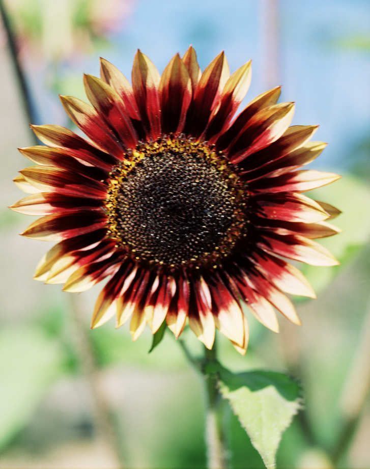 Die Kunst des perfekten Morgenkaffees